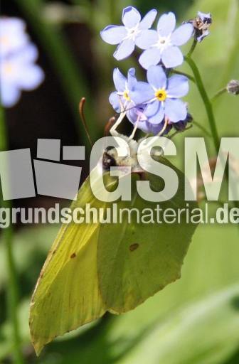 Zitronenfalter 023.jpg